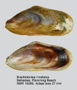 Brachidontes modiolus